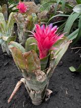 catrinas-chile-cosmovitral-toluca-11