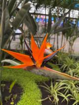 catrinas-chile-cosmovitral-toluca-12