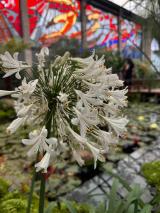 catrinas-chile-cosmovitral-toluca-13