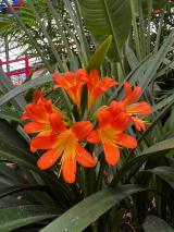 catrinas-chile-cosmovitral-toluca-14