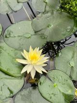 catrinas-chile-cosmovitral-toluca-15