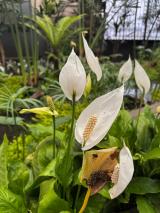 catrinas-chile-cosmovitral-toluca-16