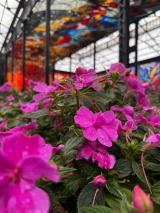 catrinas-chile-cosmovitral-toluca-17