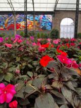 catrinas-chile-cosmovitral-toluca-18