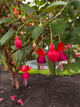 catrinas-chile-cosmovitral-toluca-19