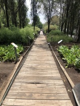 catrinas-mexicraneos-parque-bicentenario-2816